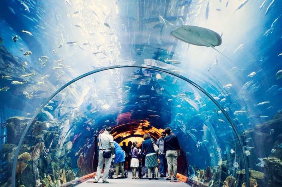 Explore the Mesmerizing Dubai Aquariums Dubai Blog